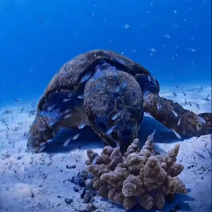カメが海藻を一瞬で食べちゃった？？いや、違います！イソギンチャクが一瞬で海底に潜ったのです！！【海外・動画】