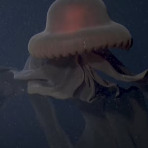 畏怖を感じざるを得ない！巨大深海クラゲ「スティギオメデューサ・ギガンティア」の姿に鳥肌