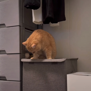蓋付きの洗濯カゴに乗る猫。蓋をしているマジックテープが気になって手を伸ばすのですが・・、それを外しちゃったのでその結果はもちろん！！