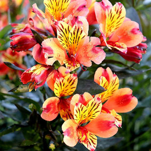 「フリージア」の色によって変わる花言葉をご紹介！似ている花が多いので別名もたくさん！