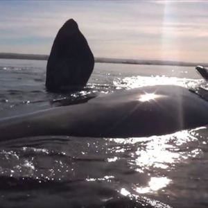 カヤックが浮上してきたクジラの背中に乗っかっちゃった!! 驚きの瞬間をとらえた映像