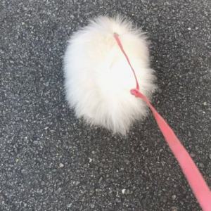 「わたあめの散歩」なんか丸くてフワフワの綿に首輪繋いで散歩してるけど正体は可愛いアレですね！