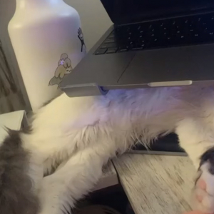 パソコンスタンド下の狭いスペースでお昼寝する猫。寝心地がいいのか、にゅ〜っと伸びをするのがかわいい！！【アメリカ・動画】
