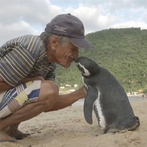 「また、会いにきたよ」命の恩人のために毎年8,000キロを泳いでくるペンギンさん