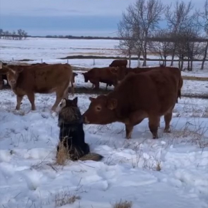 牛たちのアイドルはもふもふ毛並みの犬？牛たちは皆で犬を取り囲んでいます！！