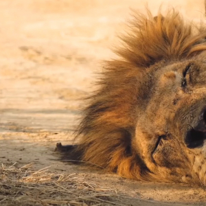 寝ているライオンのそばで意外な光景が！なんと、トカゲがライオンのたてがみの後ろでジャンプ！！いったいなぜ？？【海外・動画】