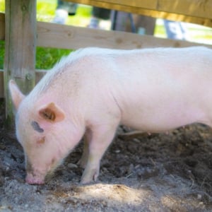 実はキレイ好きで太ってもいない！？すごくかわいい動物『豚』の魅力をご紹介！