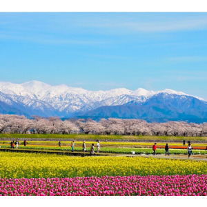 【富山県】4月から開催のイベントに注目！迫力ある花の祭典＆立山黒部・雪の大谷フェスティバル