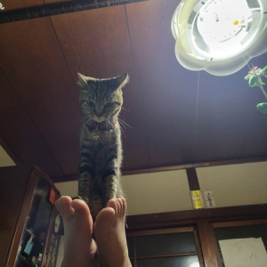 「頑張れ！頑張れ！」　足の裏に座ってダイエットを応援する猫