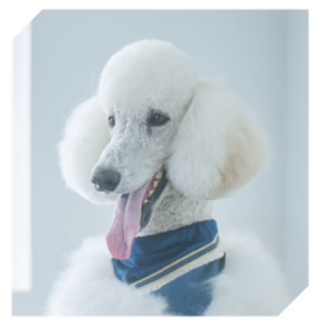 【愛知県】愛犬のためのスイートルーム！名古屋市にドッグサロン「DOG SUITE」がオープン