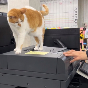 職場に猫がいることで有名な青木防災さん。よくある質問「猫いて邪魔にならない？」に対するアンサー動画が話題に！