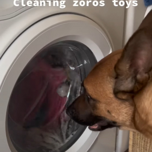 ぐるぐる回る洗濯機をじっと見つめる犬。今まさに洗われている大事なオモチャが心配でならないようです