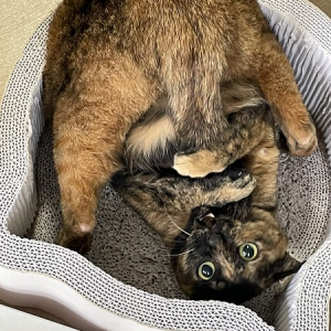 クセつよすぎる猫に思わず爆笑　独特の誘惑ポーズでかまってアピール