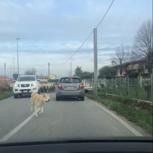 犬が一頭やって来たと思ったら・・、なんとビックリ！その後ろから道路いっぱいに羊がやって来るではないですか！！