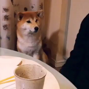 ちょいとちょいと…お父さんに気づいてほしい柴犬の手ぶりがまるで人間みたい！