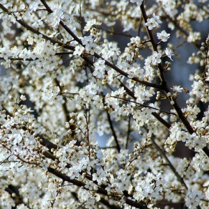 春に咲くのは桜やチューリップだけじゃない！美しく咲く春の花をご紹介