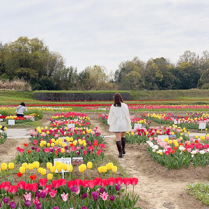 今すぐ行きたい、チューリップがきれいな全国のスポット6選。公園でのんびり過ごすお休みの日もありだよね