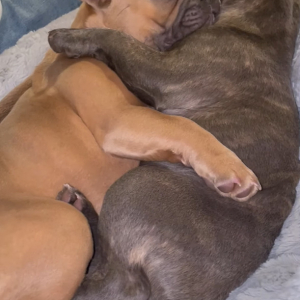 フレンチブルドッグの姉妹の姿がとっても尊い。子犬たちは互いにギュッと抱きしめあいながらねんねするようです