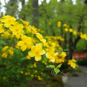 春に咲くヤマブキ、その花言葉は金運！ヤマブキとお金にはなにか関係があるの？