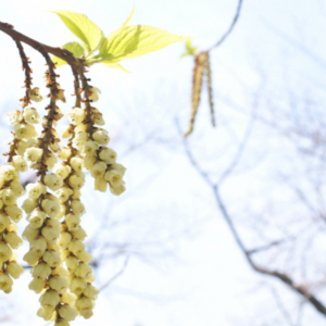 キブシとはどんな花？その花言葉や名前の由来は？