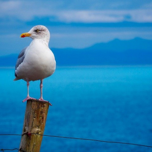 海で見かける「ウミネコ」と「カモメ」はそっくりだけど同じ鳥？その違いを解説！