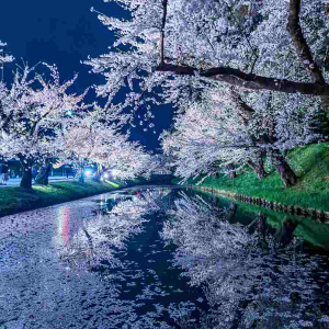 国宝級に美しい！！『春の弘前城』を撮影した素敵な一枚が話題に！「川にできた桜の花びらの道が美しい」