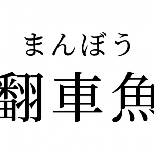 【読めたらスゴイ！】「翻車魚」ってどんな魚？車に似てる！？この漢字、あなたは読めますか？