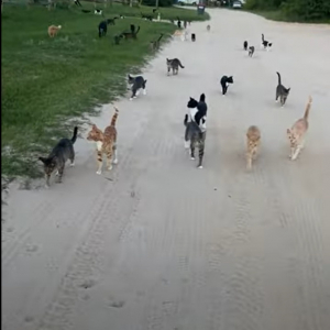 愛犬の散歩に出かけると、大量の猫の群れも一緒にお散歩に！