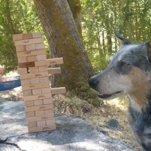 オーストラリアン・キャトル・ドッグは飼い主さんとジェンガに挑戦！上手にブロックを抜いています！！