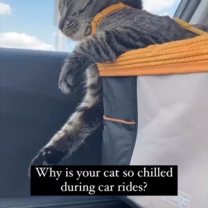 ドライブが大好きな猫。お気に入りの場所は専用のチャイルドシート！居心地がいいのか、お昼寝することも