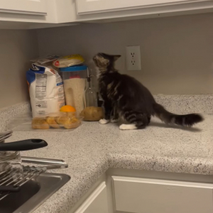 愛猫がキッチンの戸棚の隙間に潜り込んだ！？そこは飼い主さんも知らない愛猫たちの秘密の隠れ家への入り口でした！！