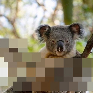 コアラがまさかの悩殺ポーズを披露！世界で一番セクシーなコアラだと話題に！