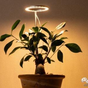 暗い部屋でも観葉植物を育てたい！ 植物育成用LEDライト『オロハライト』ならインテリアとしても楽しめる！