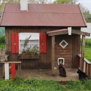 猫の保護施設に設けられたかわいい小屋。その中では猫たちがのんびり平和な時間を過ごしていました