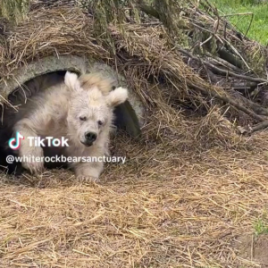 「まるで月曜の朝の私」熊の保護施設が寝起きの白いクマの動画を投稿し世界で話題に