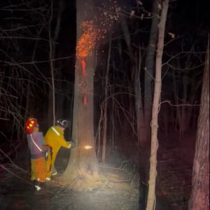 一本だけ火の上がっている大木。この木を消防隊員が切り倒したところ、なんと木の内側が真っ赤に燃え上がっていました！！【アメリカ・動画】
