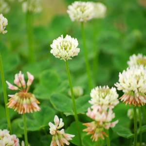花冠に用いられる「白詰草」と「クローバー」は同じ！？それぞれの名前の由来や花言葉も解説！