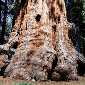 世界一高い木「セコイア」とはどんな木？太古から生き続ける生命力の神秘に迫る！