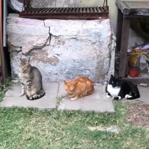 横に並んだ3匹の猫。『あくび』がどんどんうつっていく様子がかわいい！！