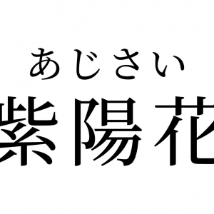 【読めたらスゴイ！】「紫陽花」ってどんな花？これから見頃を迎えるお花です！この漢字、あなたは読めますか？