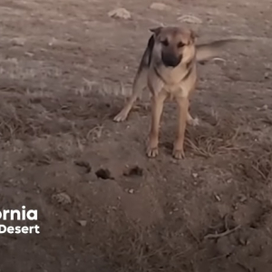 【感動】砂漠で暮らす野良犬と、その子を保護するために毎日足を運んだ女性の物語