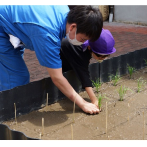 【広島県東広島市】賀茂鶴酒造が、西条にじいろ保育園の園児を招いて田植えの体験会を実施