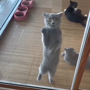 窓越しに踊っている？立ち上がった猫が窓を叩く姿が目を引きます！！【海外・動画】
