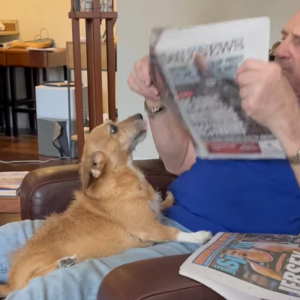 新聞を読みたいパパさんVSかまって欲しい愛犬。必死な愛犬の姿にパパさんがかまってあげないわけがありませんでした！！