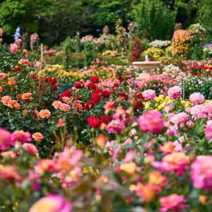 写真スポット盛りだくさんの「京成バラ園」にはもう行った？すてきなお花に囲まれてお姫様気分に浸れそう…