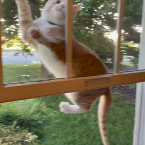 一瞬遅かった！網戸にのぼり遊ぶ子猫。危ないからと手を伸ばしたその瞬間・・！！【アメリカ・動画】