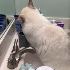 洗面所でモゾモゾ。愛猫が何をしているのかと見てみると・・【アメリカ・動画】