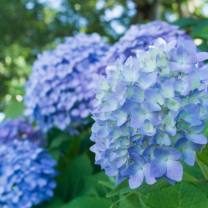 梅雨時に咲き誇る「紫陽花」。その英語表記とは？