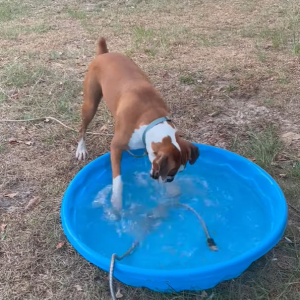 プールに水を貯めるホースが気になる犬。プールを右に左に移動するその姿を前に、じっとしていられない！！【アメリカ・動画】