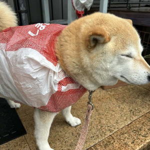 「しまむらさん、ありがとわーん」雨の日のお散歩に『しまむら』のビニール袋が大活躍！！可愛すぎる柴犬が話題に！